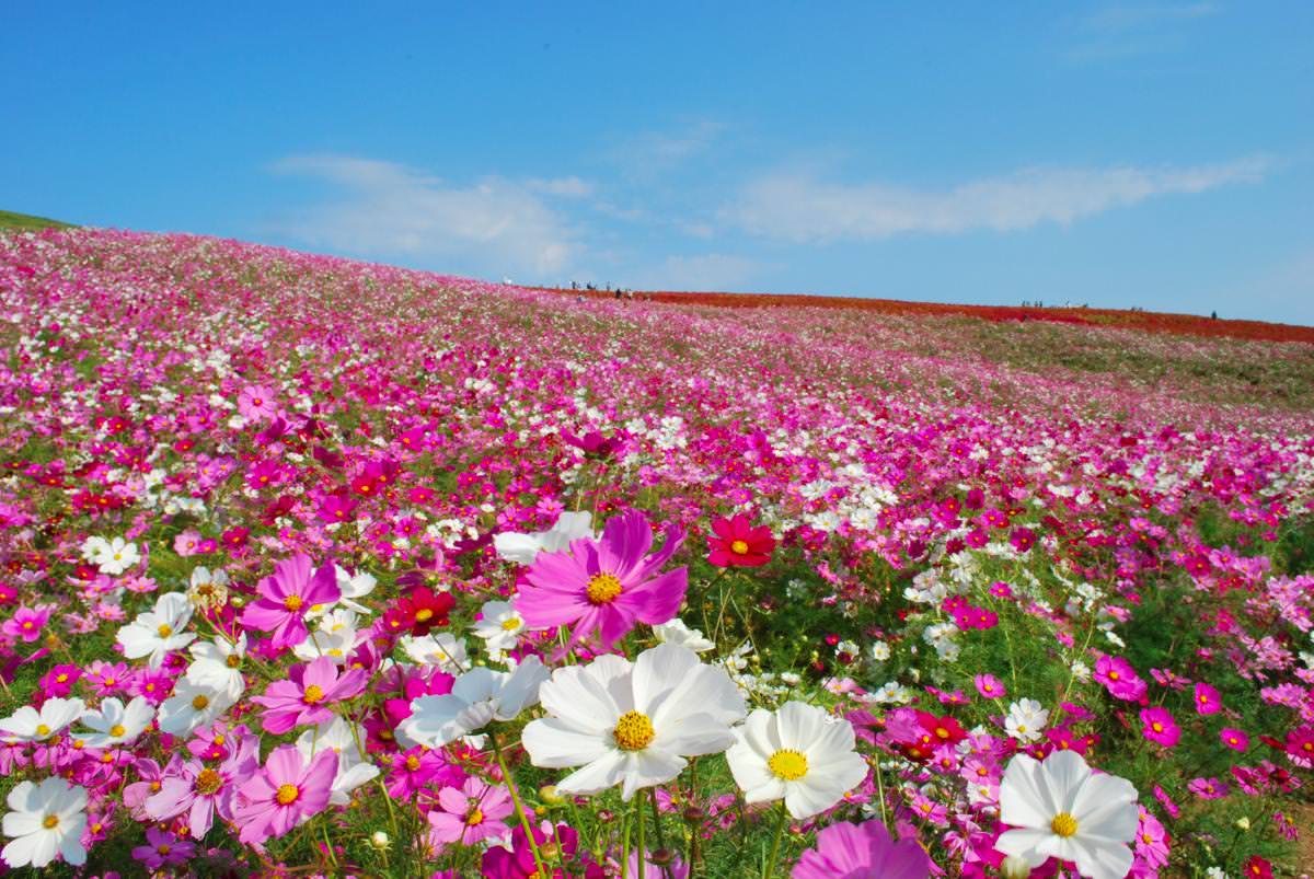 Hasil gambar untuk hitachi seaside park